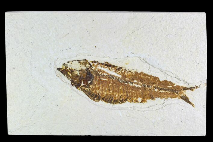 Fossil Fish Plate (Knightia) - Wyoming #108313